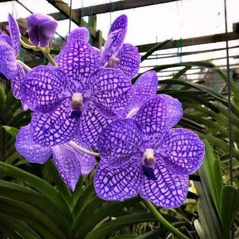 

Vanda chulee classic