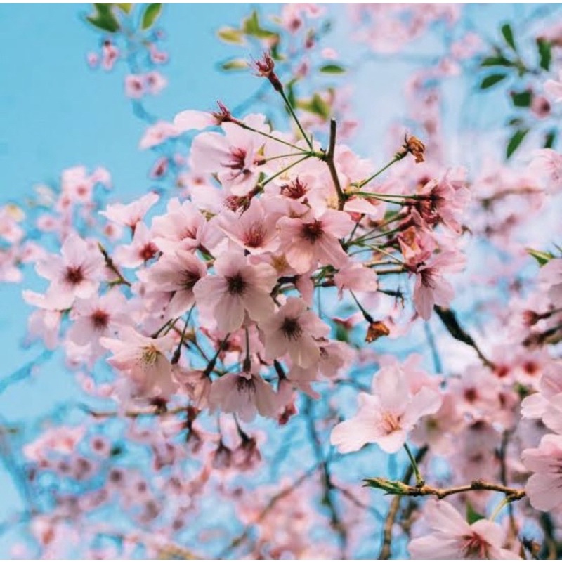 Parfum Ruangan Aroma Reed Diffuser Aesthetic Merk Josmine-CHERRY BLOSSOM