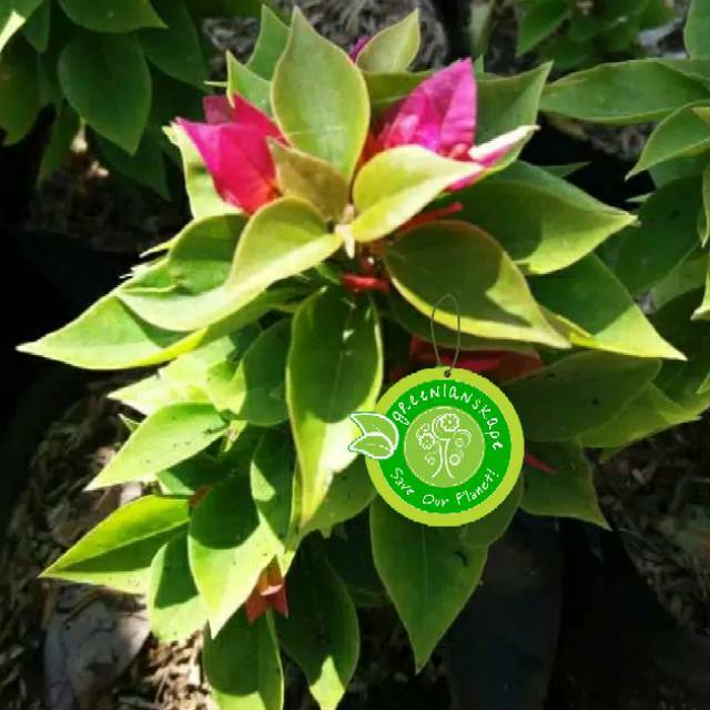 Tanaman hias -Bogenvile singapur  bogenvil. Bougenville Berakar berkualitas