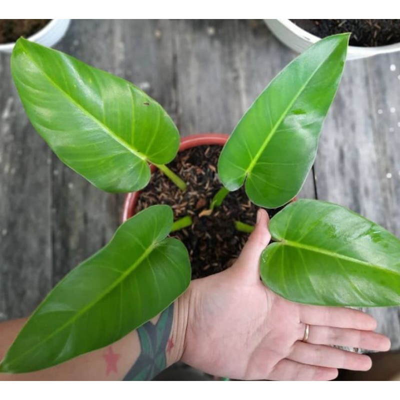 Philodendron marble giganteum size s