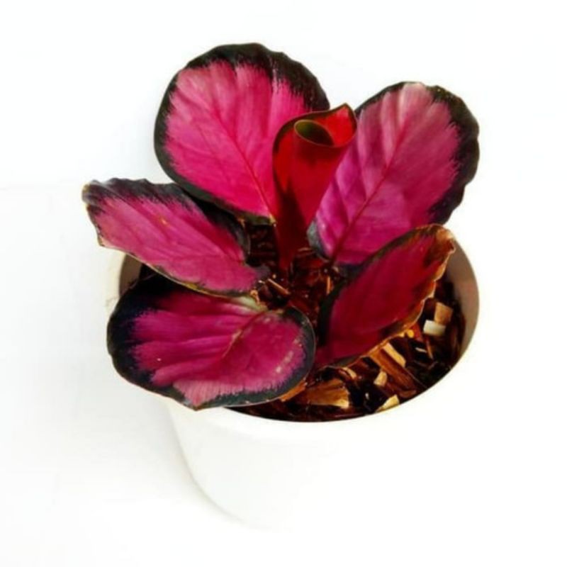CALATHEA CRIMSON/TANAMAN HIAS CALATHEA /TANAMAN IMPORT