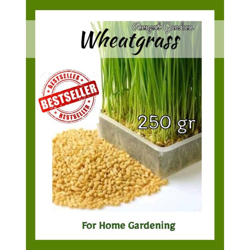 Bibit Wheatgrass Biji Rumput Gandum 250gr