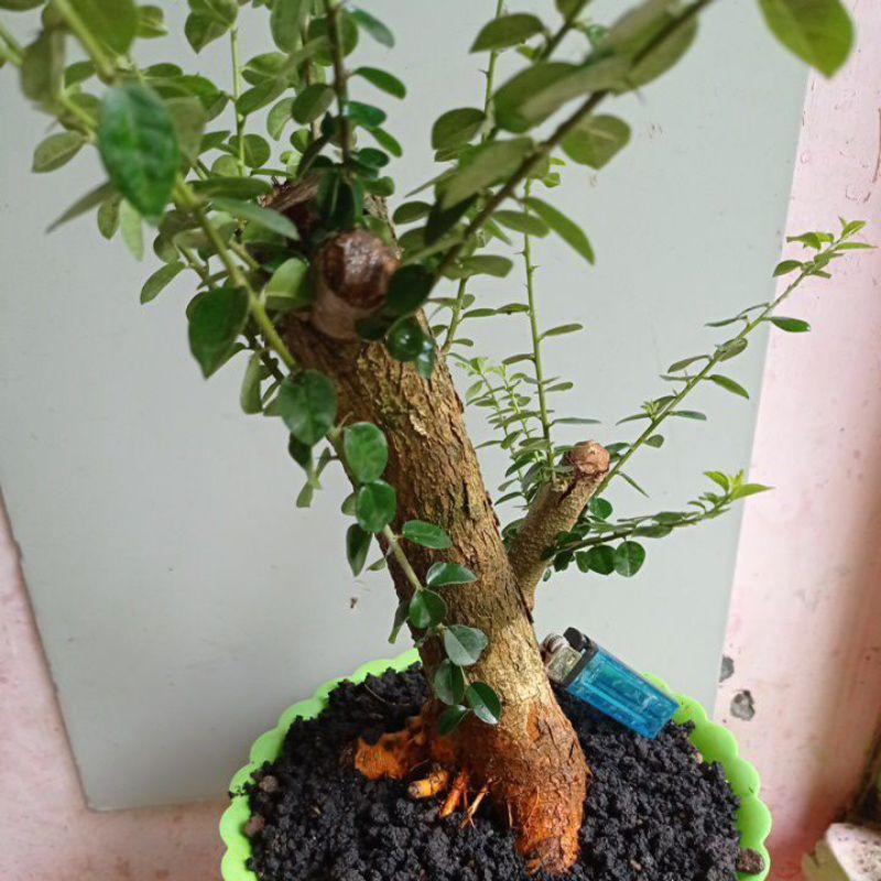 bahan bonsai sisir sip untuk bonsai mame real pic