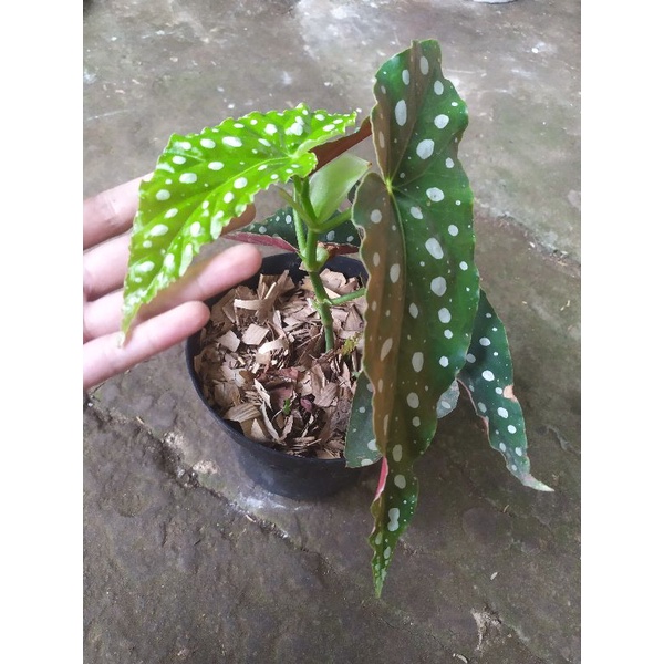 Begonia Maculata/Polka