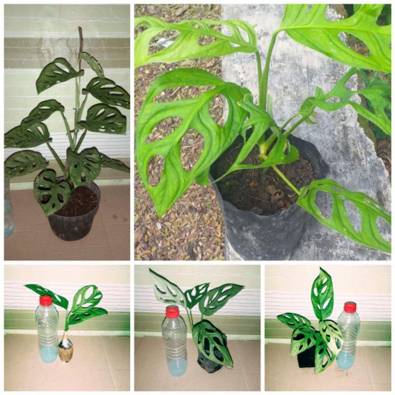 TANAMAN HIAS MONSTERA ADANSONI JANDA BOLONG 3-6 DAUN