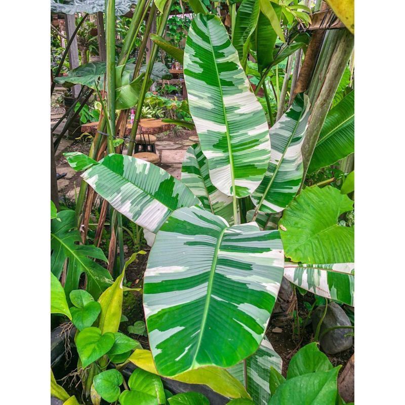 Bonggol Asli Pisang Variegata Asli Musae Florida