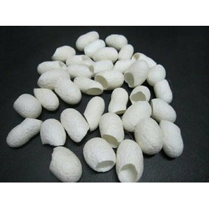 kepompong ulat sutra / Grade A / kepompong ulat sutera / cocoon /cocoons