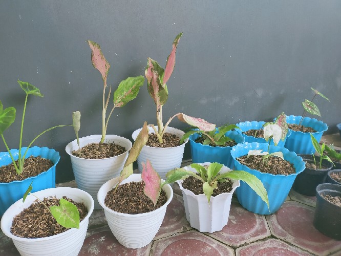 Alocasia Clypeolata Green Shield Tengkorak