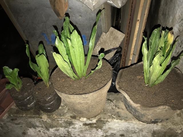 Walang Sangit Bibit Herbal Walang Sangit/tanaman Herbal Walang Sangit