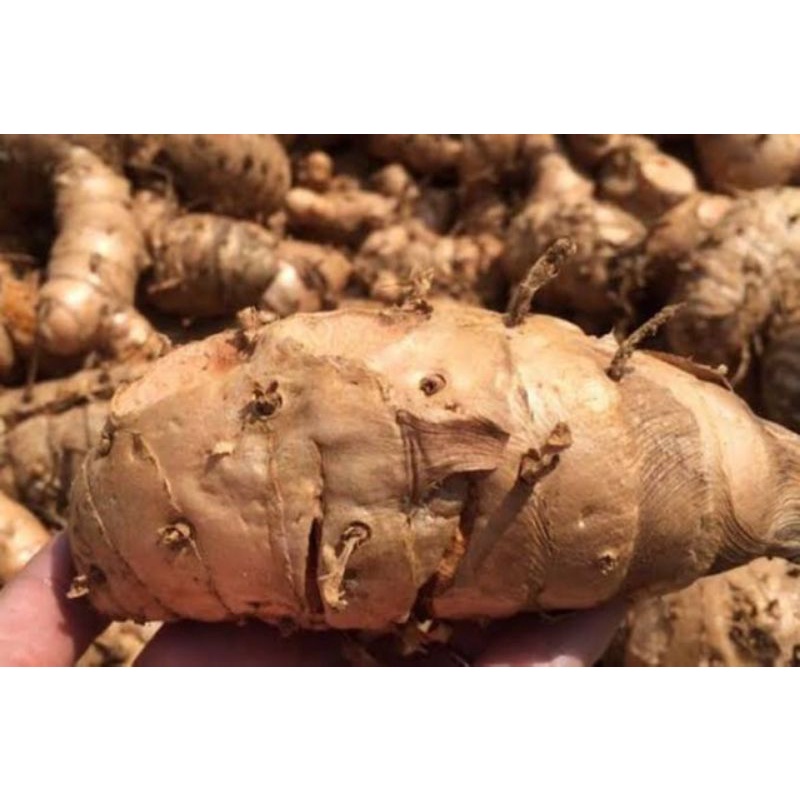 

Temulawak Super Temulawak Curcuma Temulawak Unggul Per500gram Terlaris