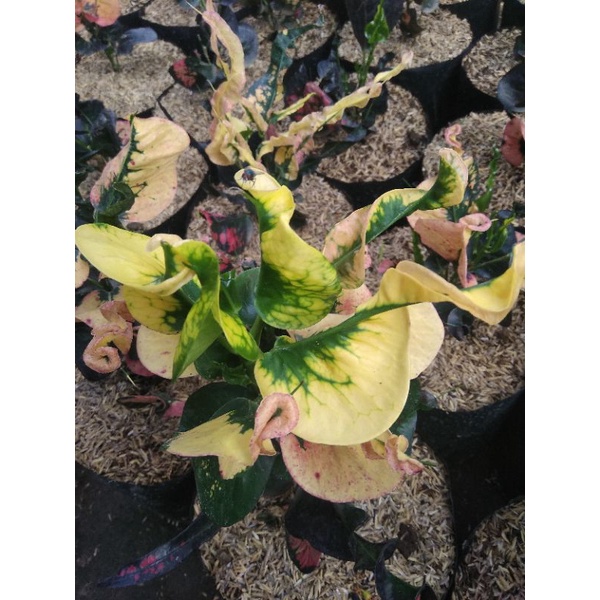 Bunga PURING  APEL MERAH Andromeda ORIGINAL bukan hasil okulasi