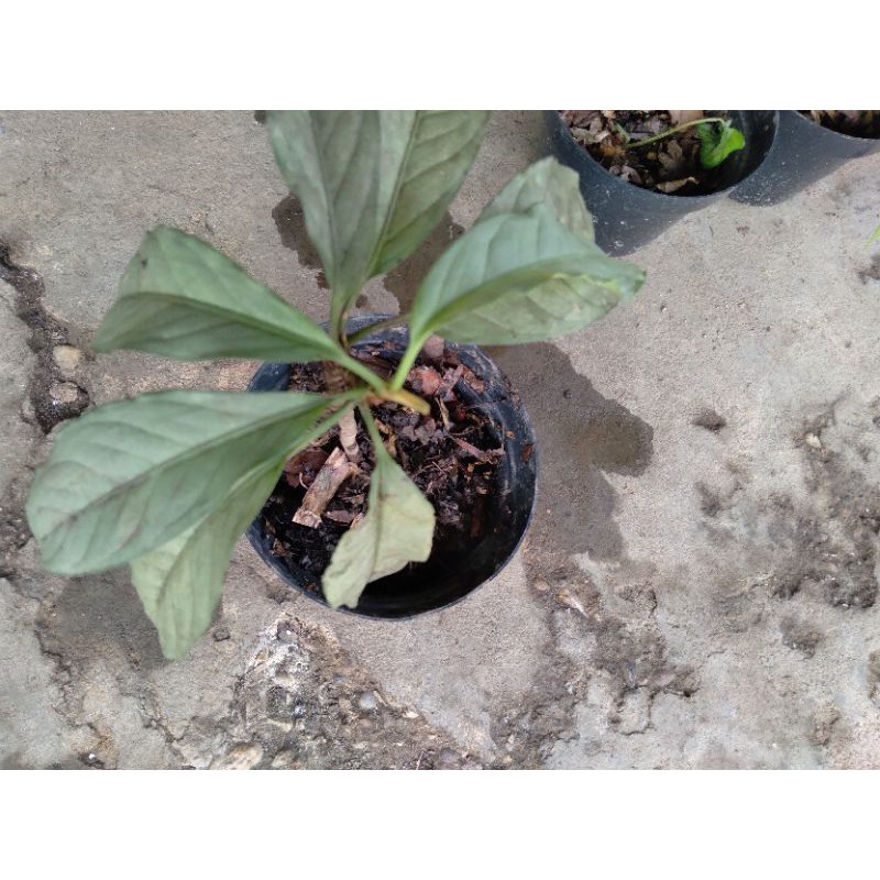 pictum silver