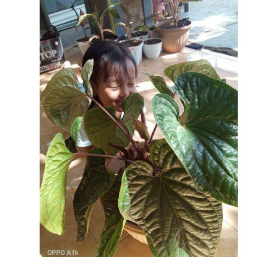 anthurium sirih radicans x luxurians size jumbo