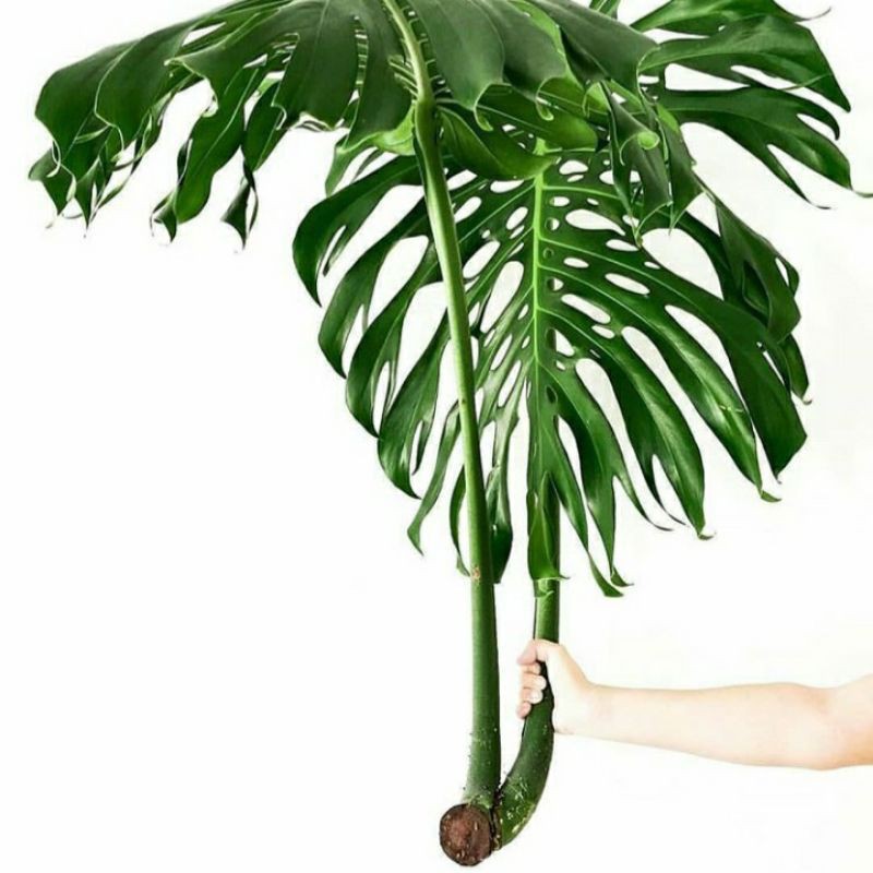 Bonggol Monstera King Deliciosa - Monstera King Tanaman Hidup