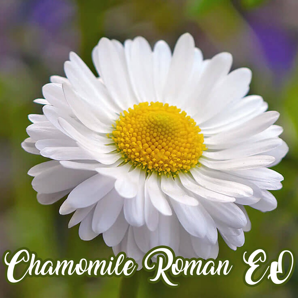 Chamomile Roman Pure Essential Oil 1 L