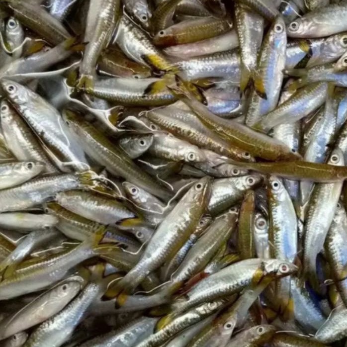 

Ikan Seluang 250 gr - Gerobak Sayur Palembang