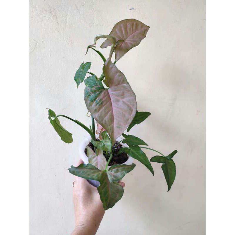Syngonium Pink Flecked