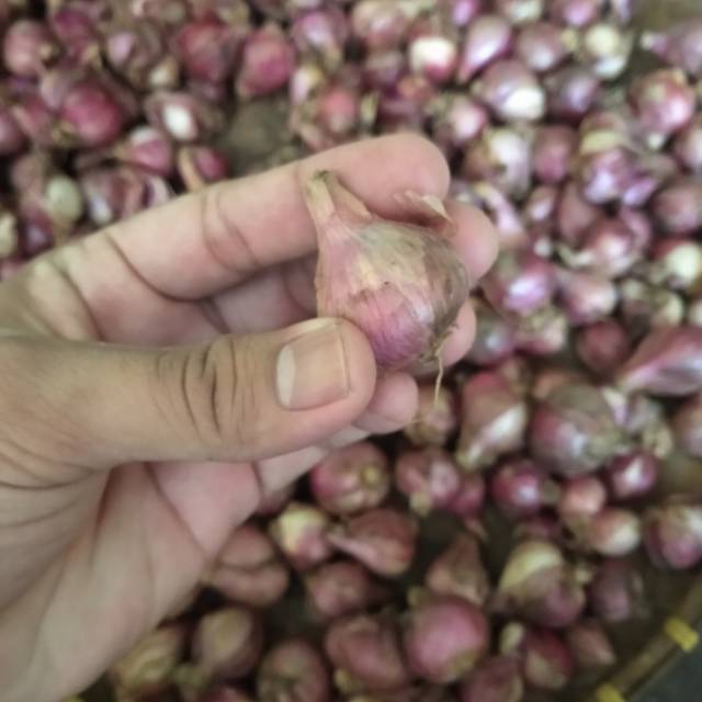 

Bawang merah maja 1Kg