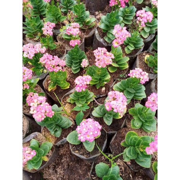 tanaman hias cocor bebek Baby pink(bunga tumpuk)