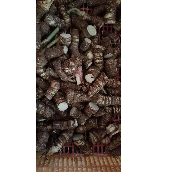 3.3 Flash Sale Bonggol/Umbi Alocasia Dragon Scale dan Alocasia Dragon Silver/Keladi Tengkorak