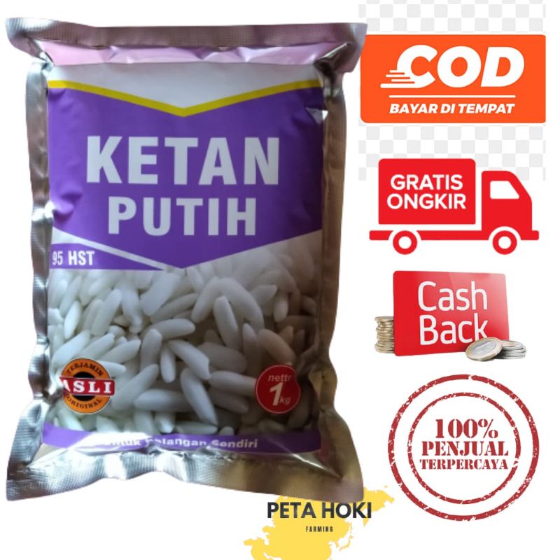 benih padi ketan (ketan putih)