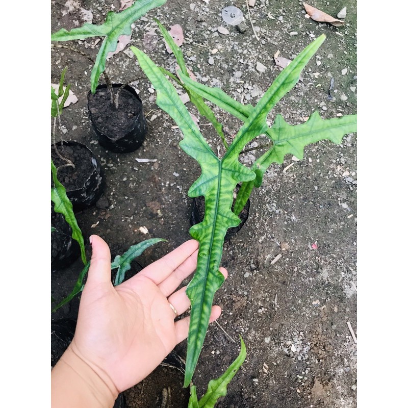 alocasia sp sulawesi sabrina