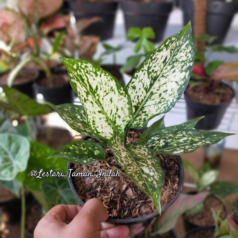 { BISA COD } tanaman hias aglonema snow white pohon aglonema snow white