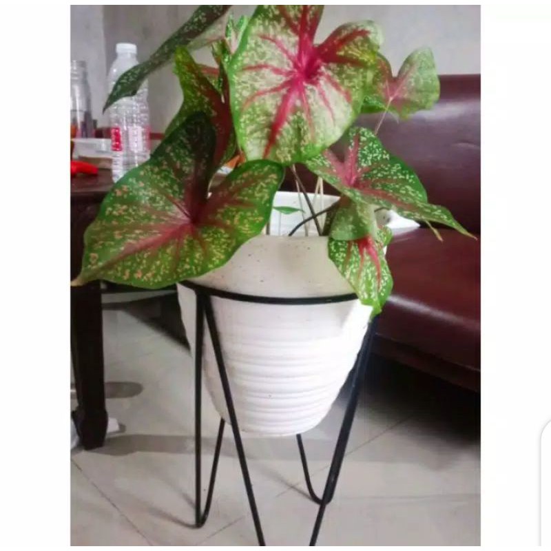 standing pot  dudukan  pot  bandung pot  bunga  ukuran18 30 