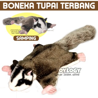 72+ Gambar Hewan Tupai Terbang Gratis Terbaru