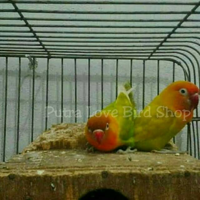 

Love Bird paskot X Paskot Produksi Lancar