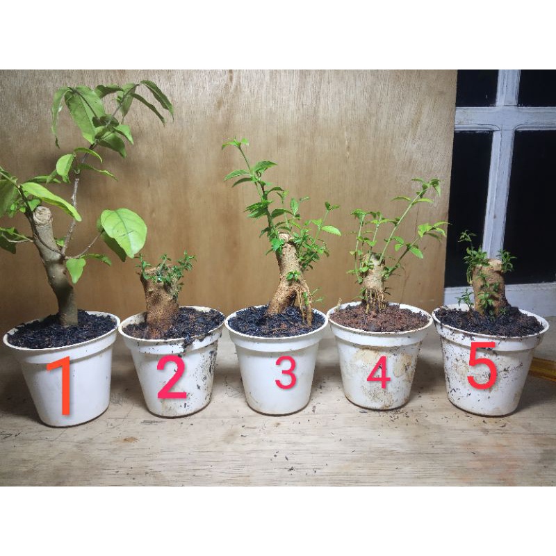 Tanaman hias bahan bonsai anting putri / bahan bonsai / anting putri / shito /sancang