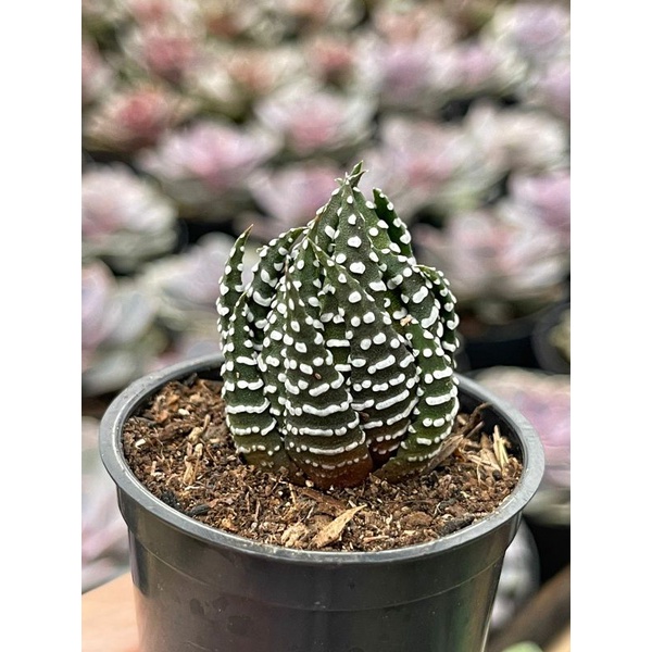 Haworthia Attenuata Truncata Tesselata Glabrata Limifolia Bebas Pilih