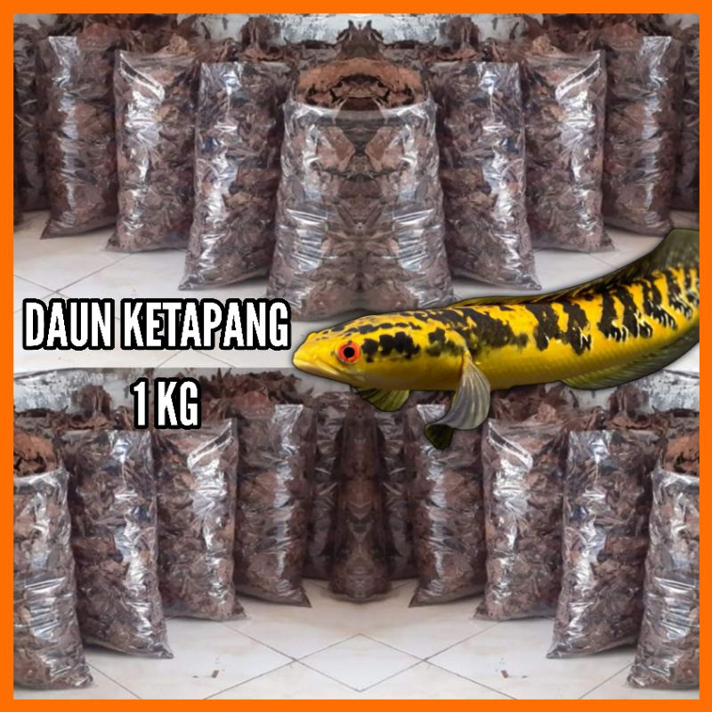 Daun Ketapang 1kg Grade AA