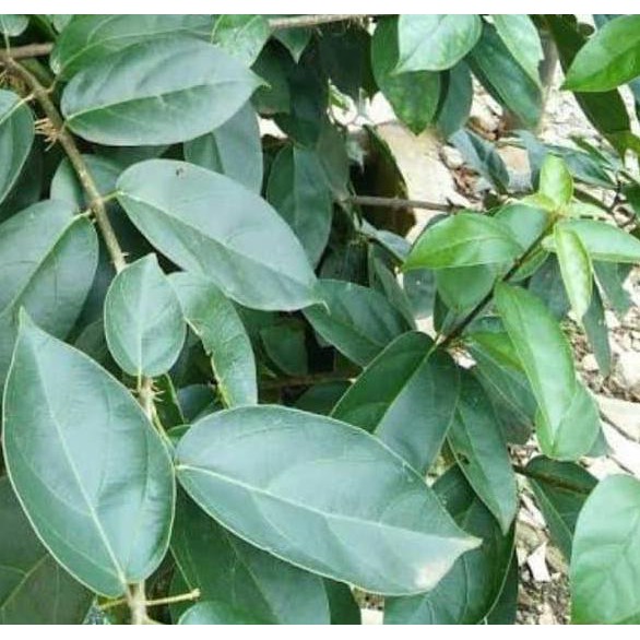 

Sale!! Promo Daun Cincau Segar Terbaru