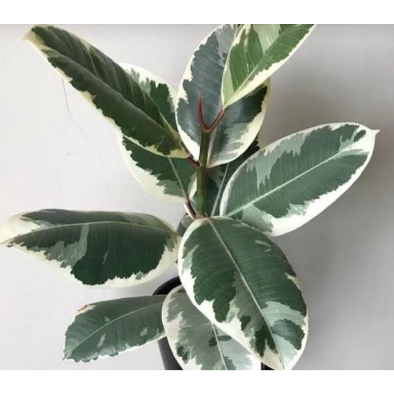 Tanaman Hias Karet Kebo Varigata - Pohon Beringin Karet Kebo Varigata