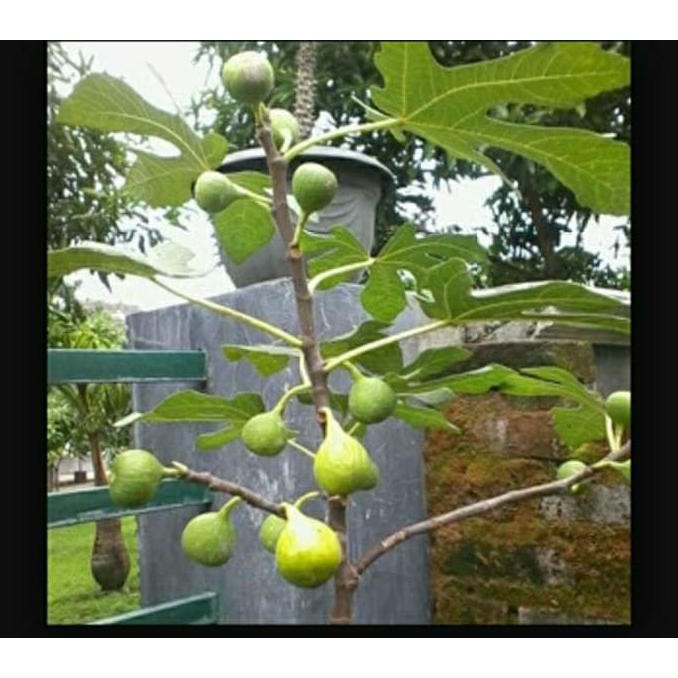 @_$ Bibit Buah Tin Kuning Premium