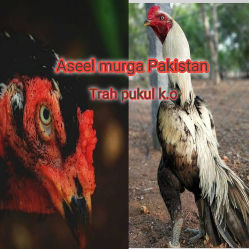 telur ayam bangkok aseel murga original