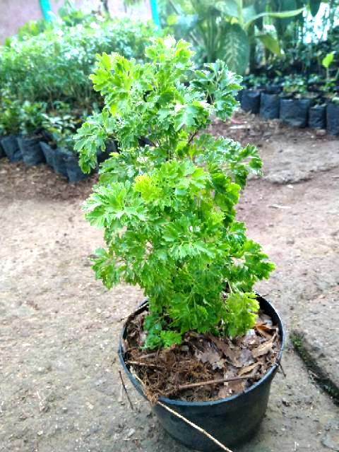 Tanaman andong laut hijau daun halus - tanaman hias andong hijau