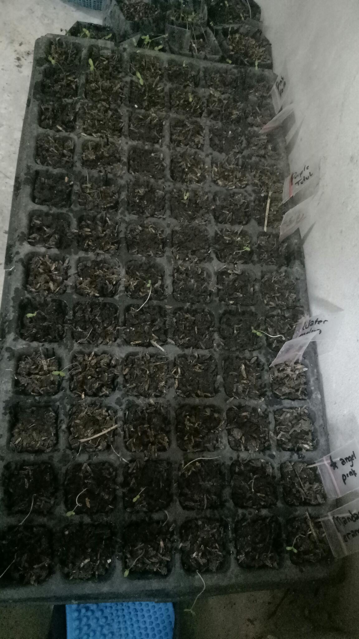 Vinca Softpink Hallo (benih/seed/biji) Tegak