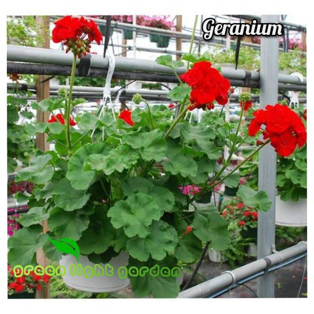 Bunga Geranium