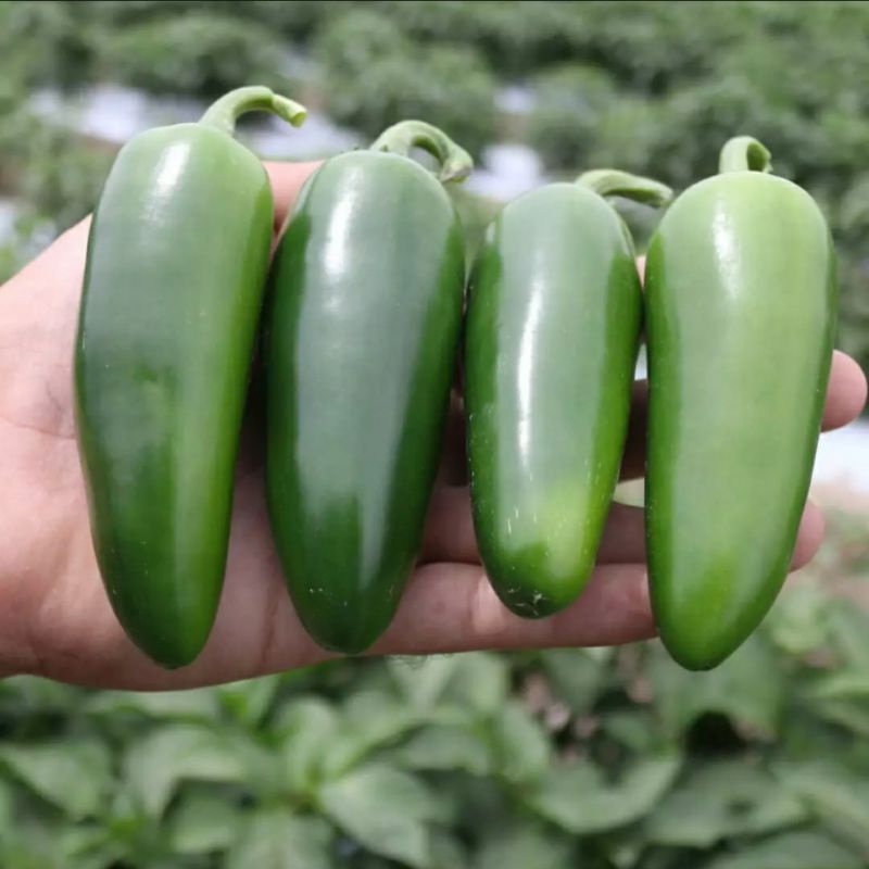 Bisa bayar di tempat - Cabe Jalapeno 5 biji bibit seed Benih Cabe Jalapeno Fanatic F1 Hibrida Bibit 
