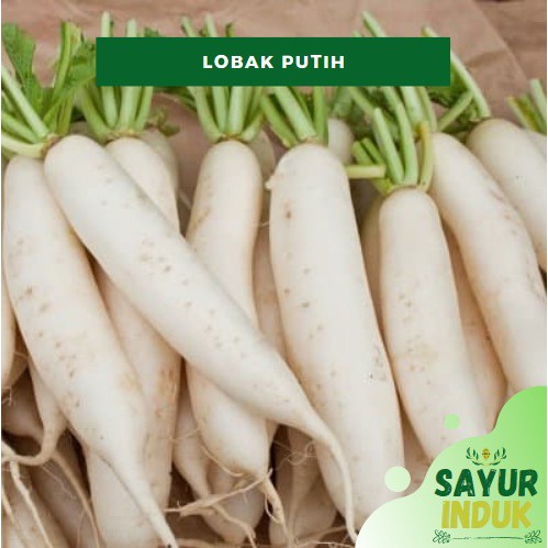 

Sayur Induk - Lobak Putih 250 Gram Fresh Grade A Radish