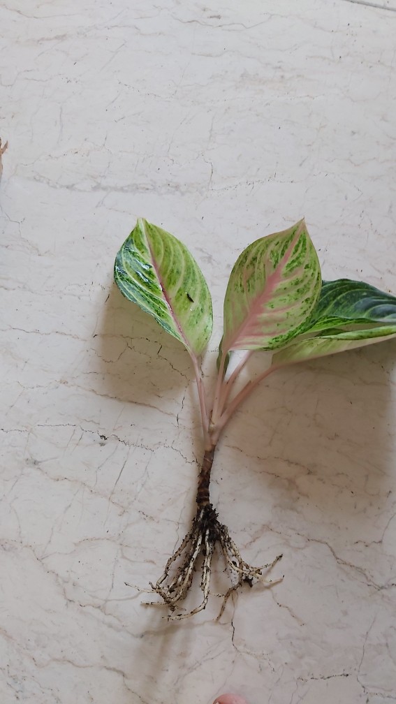 Aglonema Golden Siam