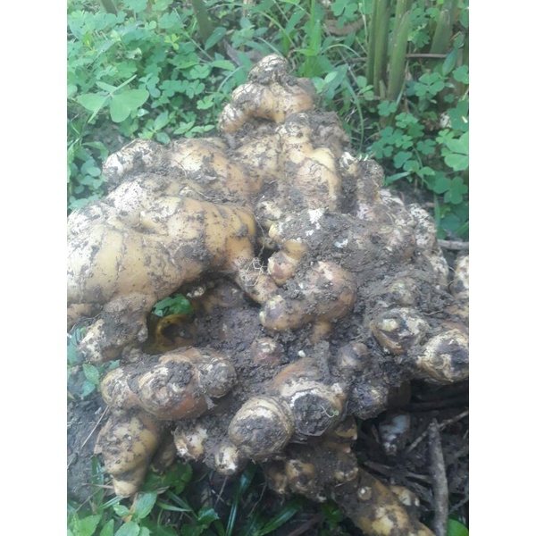 

jahe gajah segar langsung dari petaninya