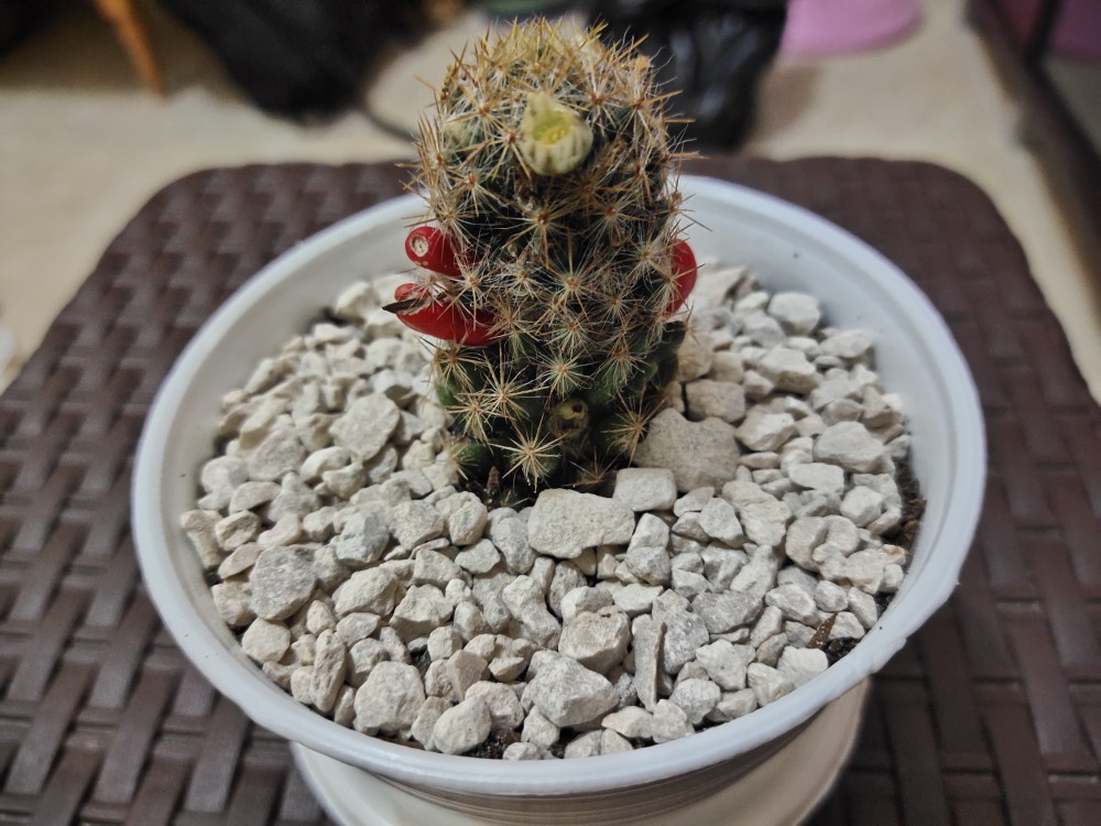 Sukulen Dan Kaktus Mini (echeveria ‘tippy’)