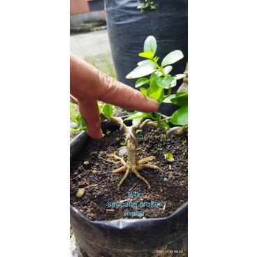 Bahan Bonsai SANCANG mame/shito Prokar 1