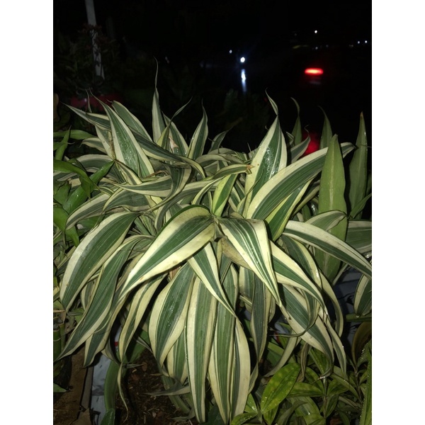 Termurah Tanaman Sri rejeki / tanaman bambu air /