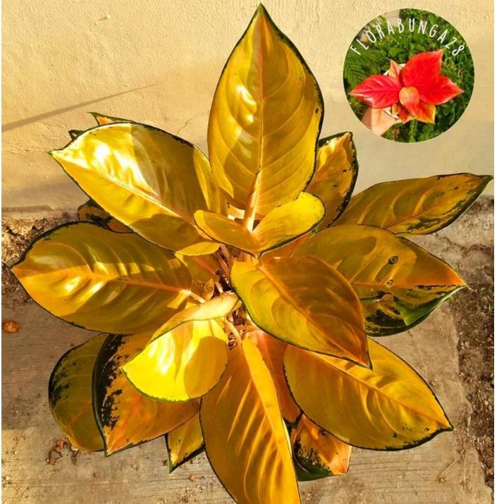 (M-ICO&gt; (☎&gt; Aglonema Sultan brunei remaja - tanaman hias hidup - bunga hidup - bunga aglonema - aglaonema merah - aglonema merah - aglonema murah - aglaonema murah //paling laris&gt;