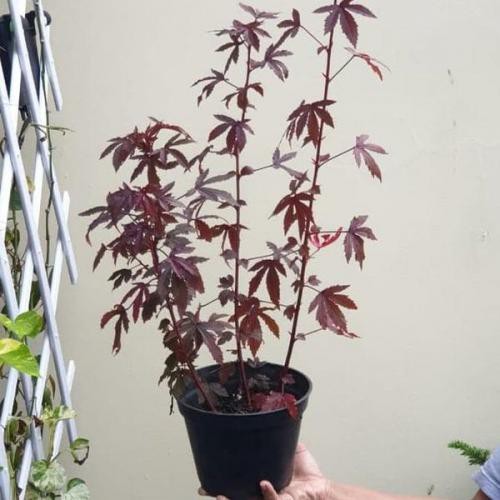 tanaman hibiscus red panama/crenberry hibiscus