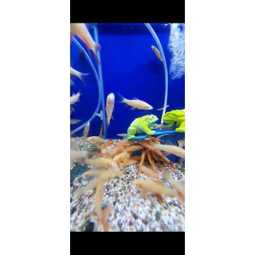 ikan redfin shark albino pembesi akuarium algaither